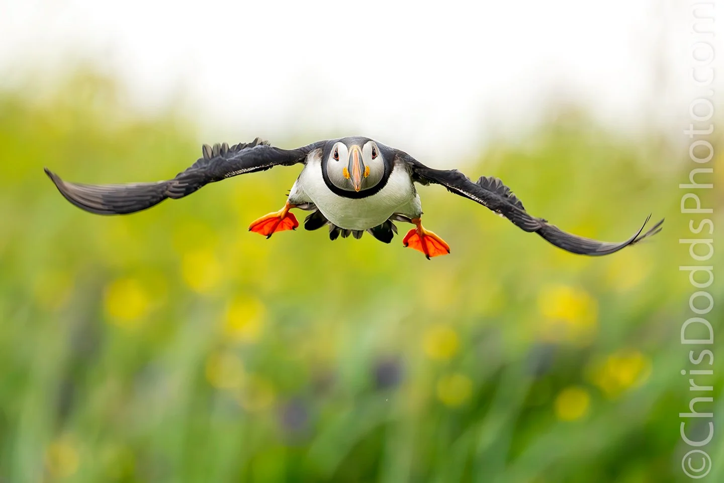 Atlantic Puffin over wildflowers & Kudos — Nature Photography Blog
